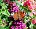 image/_paafugloeje_sommerfugl-03.jpg