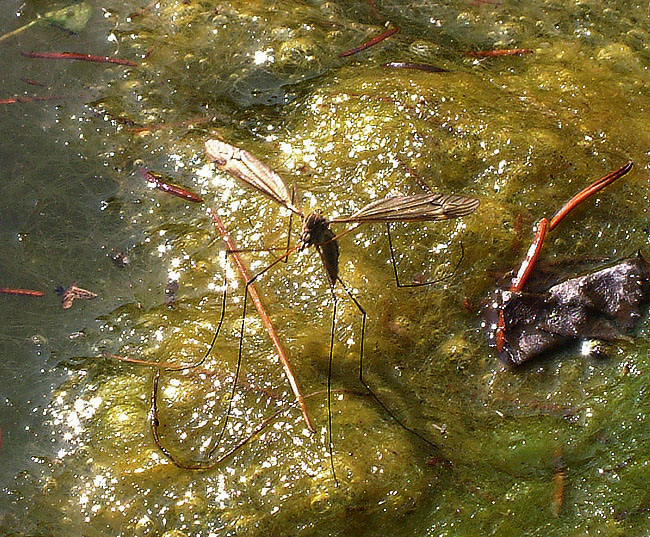 image/insekt_laegger_aeg-01.jpg