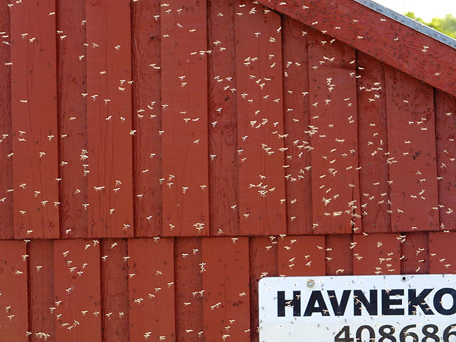 image/insekter-8406.jpg