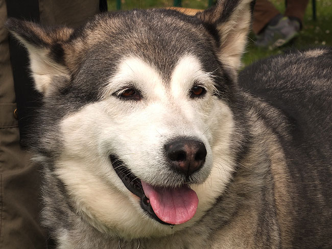 image/alaskan_malamute-8364.jpg