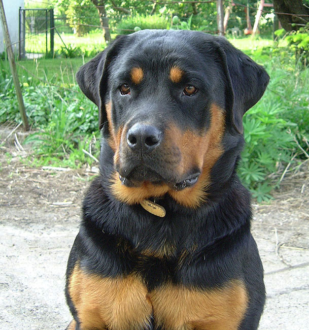 image/hund-09.jpg