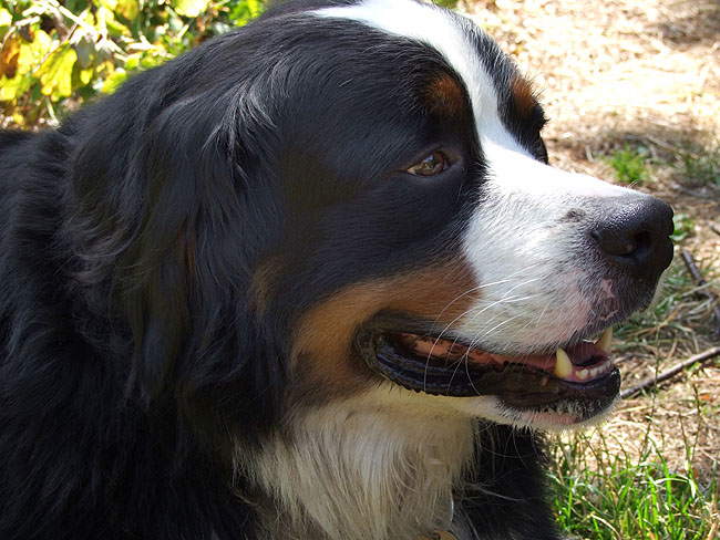 image/hund-52.jpg