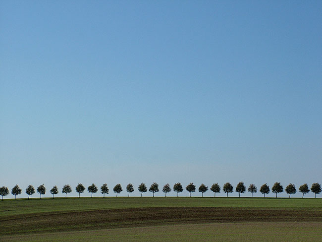 image/landskab_traealle-23.jpg