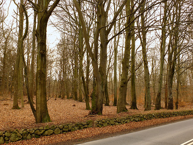 image/skovdige-372.jpg