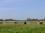 image/_skenkelsoe_omraadet-216.jpg