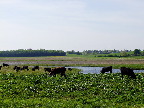 image/_skenkelsoe_omraadet-220.jpg