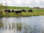 image/_skenkelsoe_omraadet-492.jpg