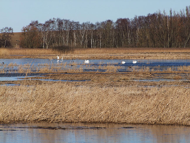 image/skenkelsoe_omraadet-283.jpg