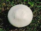 image/_markchampignon-25.jpg