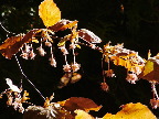 image/_boegen_blomstrer-04.jpg