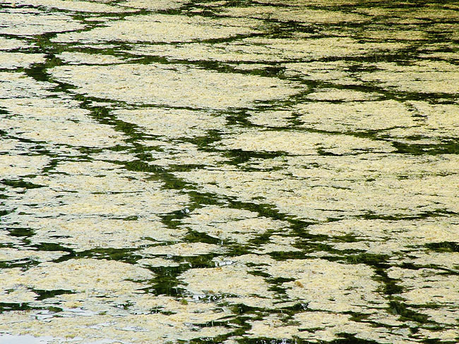 image/traadalger-01.jpg