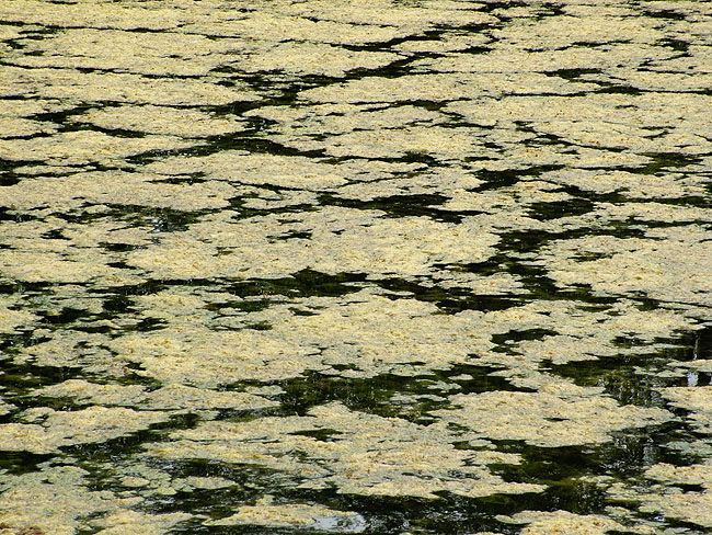 image/traadalger-02.jpg