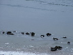 image/_is_paa_fjorden-53.jpg
