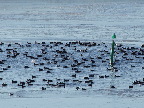 image/_is_paa_fjorden-560.jpg