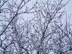 image/_rimfrost-14.jpg