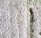 image/_rimfrost-22.jpg