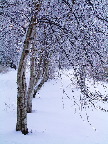 image/_rimfrost-26.jpg