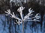 image/_rimfrost-73.jpg