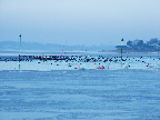 image/_roskilde_fjord-vinter-91.jpg