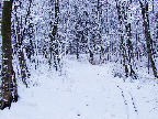 image/_vinter_i_skoven-327.jpg