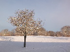 image/_vinter_og_sne-864.jpg