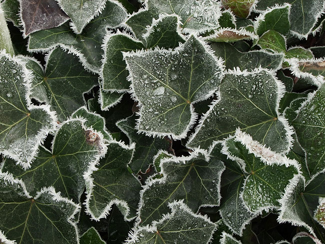 image/rimfrost-919.jpg