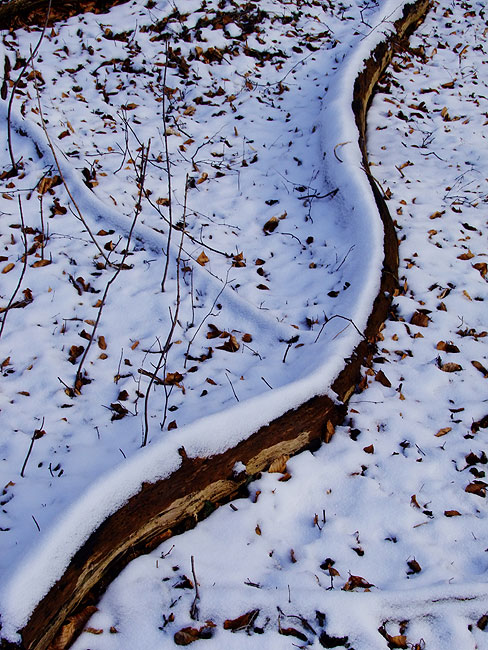 image/vinter_i_skoven-323.jpg