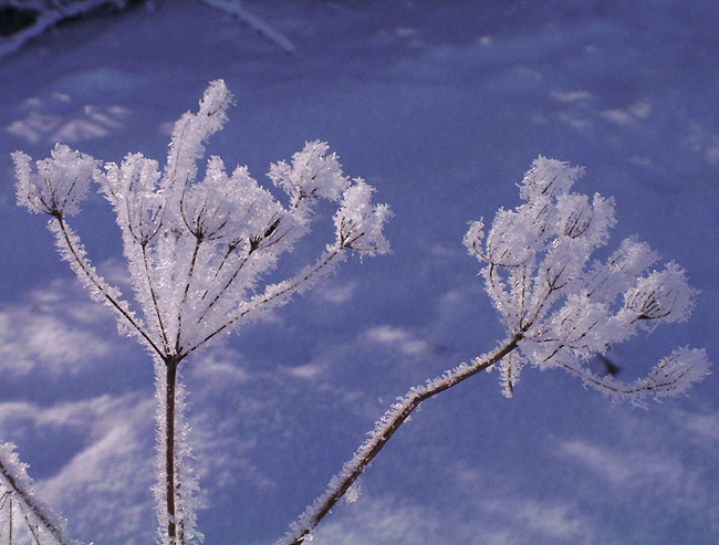 image/vinter_og_sne-48.jpg