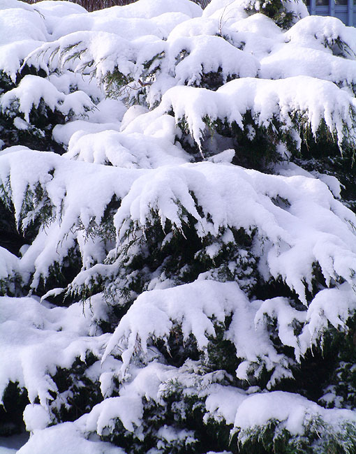 image/vinter_og_sne-56.jpg