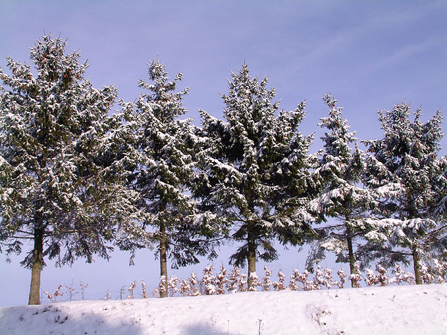 image/vinter_og_sne-57.jpg