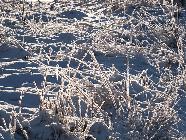 image/vinter_rimfrost-6130.jpg