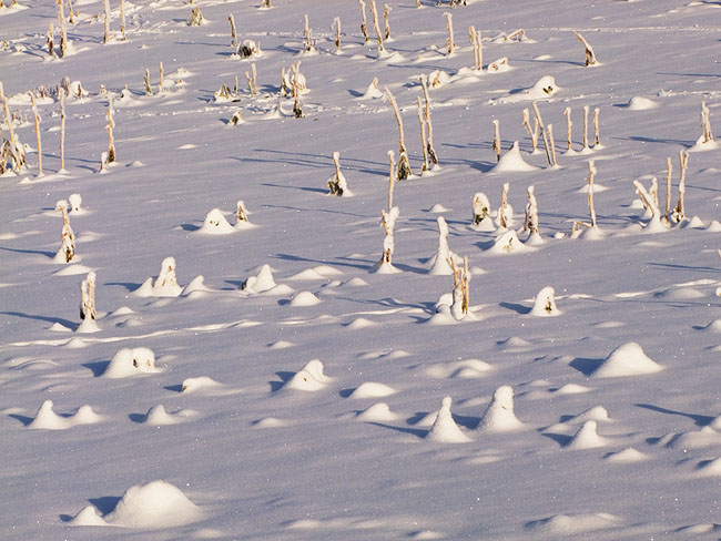 image/vinter_sne-566.jpg