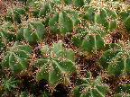 image/_botanisk_have-151.jpg