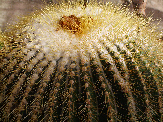 image/botanisk_have-119.jpg