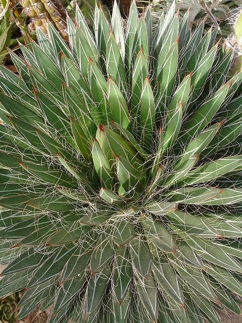 image/botanisk_have-163.jpg
