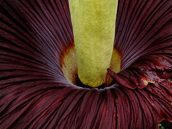 image/stinkende_blomst-403.jpg