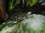 image/_danmarks_akvarium-135.jpg