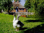 image/_frilandsmuseet-0342.jpg