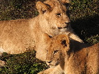 image/_odense_zoo-1866.jpg